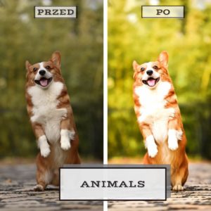 Animals - Presety do Adobe Lightroom